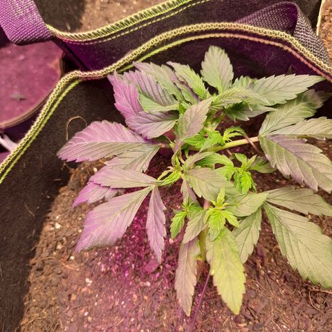 Zkittlez Auto  #1 growlog timeline photo