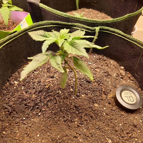 Zkittlez Auto  #2 growlog photo: Travou --'