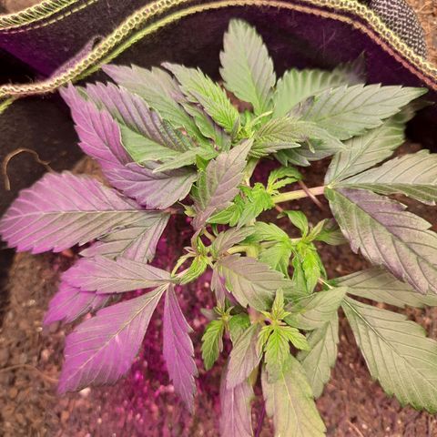 Zkittlez Auto  #1 growlog timeline photo