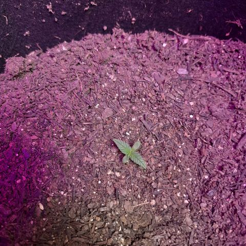 LSD-25 growlog timeline photo