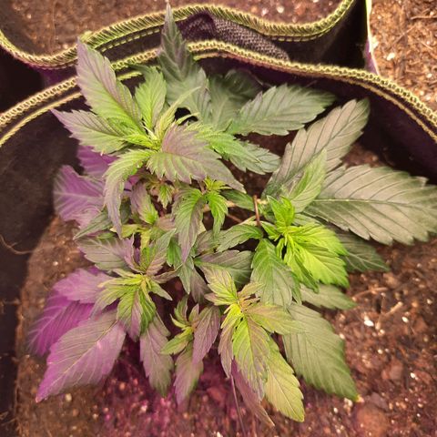 Zkittlez Auto  #1 growlog timeline photo