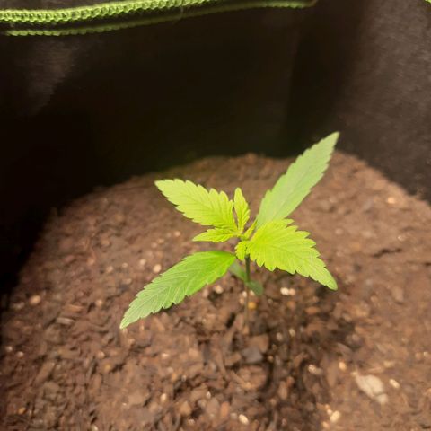 Auto Critical Orange Punch #1 growlog timeline photo