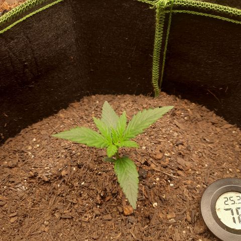 Auto Critical Orange Punch #2 growlog timeline photo
