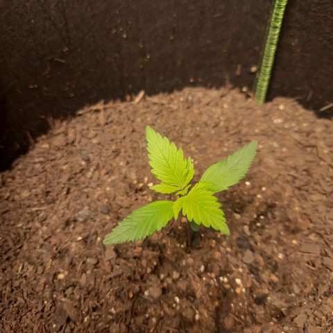 LSD-25 #1 growlog timeline photo