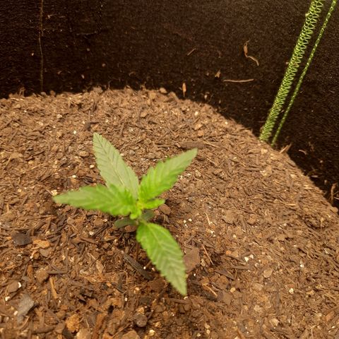 LSD-25 #2 growlog timeline photo