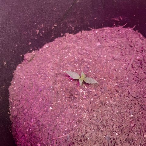 LSD-25 growlog timeline photo