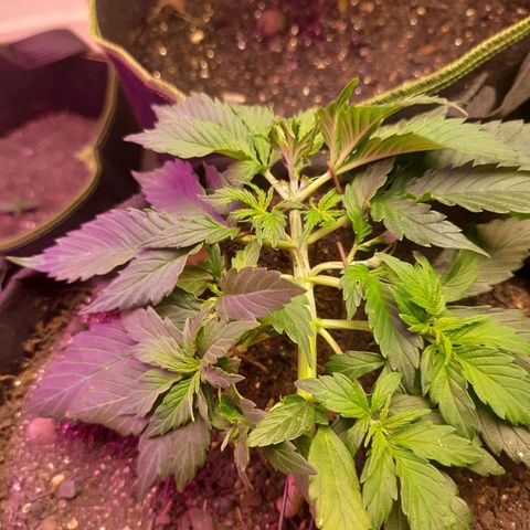 Zkittlez Auto  #1 growlog timeline photo