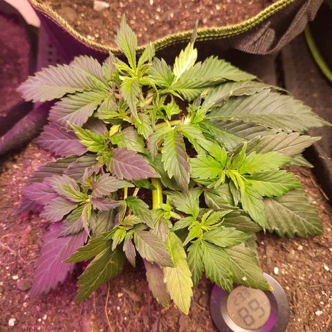 Zkittlez Auto  #1 growlog timeline photo