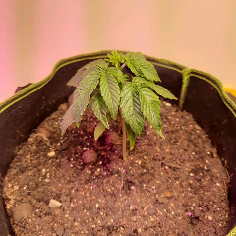 Zkittlez Auto  #2 growlog photo: Pensando em reverter ela pra pelo menos aproveitar o pólen x__x só não sei se compensa pelo estado da coitada ;-;