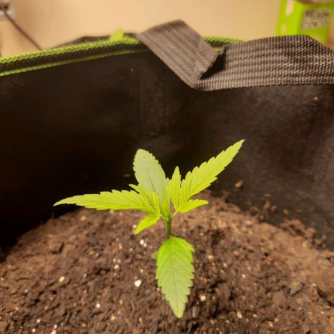 Auto Critical Orange Punch #1 growlog timeline photo