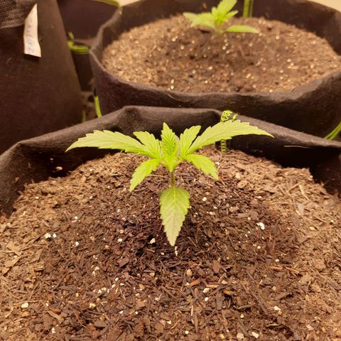 Auto Critical Orange Punch #2 growlog timeline photo