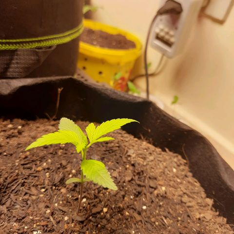LSD-25 #1 growlog timeline photo