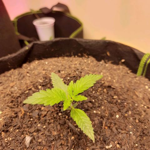 LSD-25 #2 growlog timeline photo