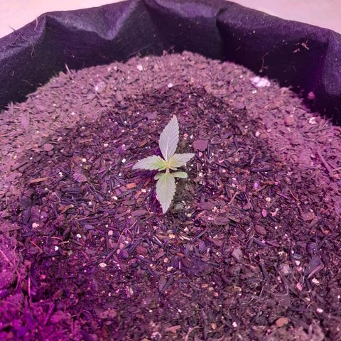LSD-25 growlog timeline photo