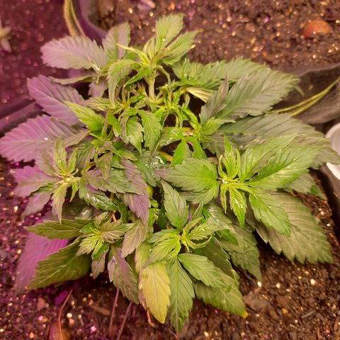 Zkittlez Auto  #1 growlog timeline photo