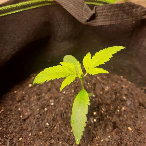 LSD-25 #1 growlog timeline photo