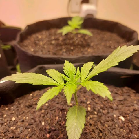 Auto Critical Orange Punch #1 growlog timeline photo