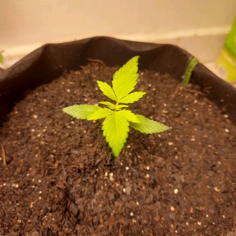 LSD-25 #2 growlog timeline photo