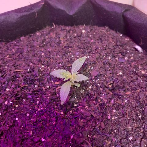 LSD-25 growlog timeline photo
