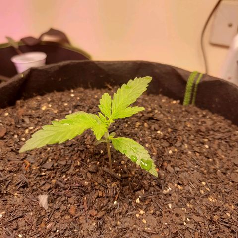 Auto Critical Orange Punch #2 growlog timeline photo