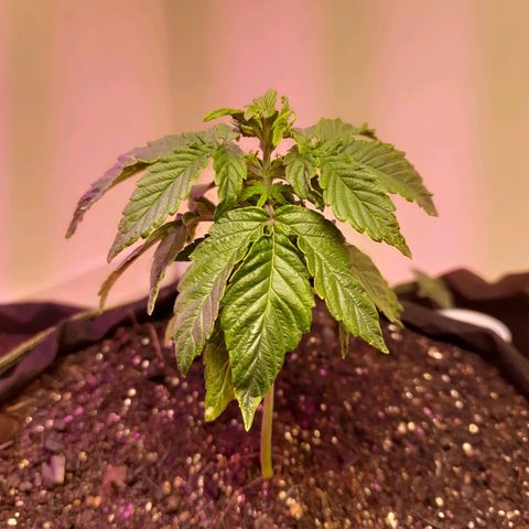 Zkittlez Auto  #2 growlog timeline photo