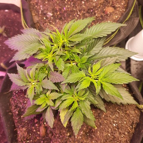 Zkittlez Auto  #1 growlog timeline photo