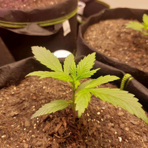 Auto Critical Orange Punch #1 growlog timeline photo