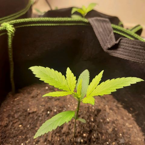 Auto Critical Orange Punch #2 growlog timeline photo