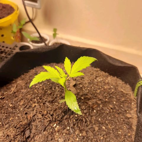 LSD-25 #2 growlog timeline photo