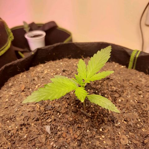 LSD-25 #1 growlog timeline photo