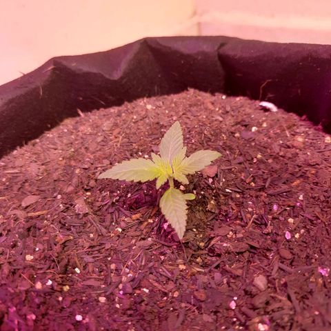 LSD-25 growlog timeline photo
