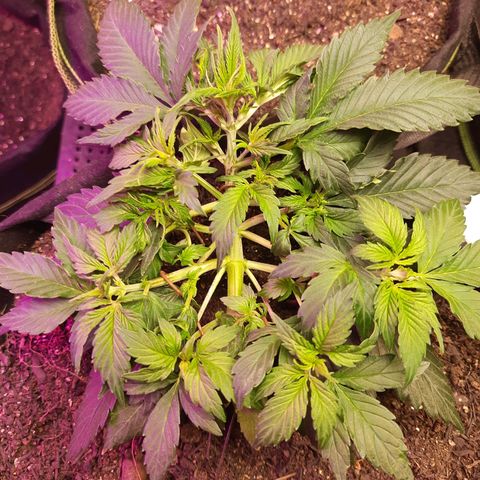 Zkittlez Auto  #1 growlog timeline photo