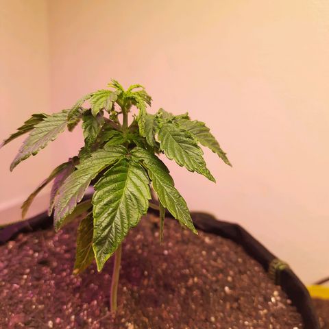 Zkittlez Auto  #2 growlog photo: Cada dia pior kkkkkkkkkry
Já tá mostrando pré flor ;-; acho que vou reverter pra pelo menos aproveitar o pólen dela x___x