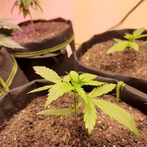 Auto Critical Orange Punch #1 growlog timeline photo