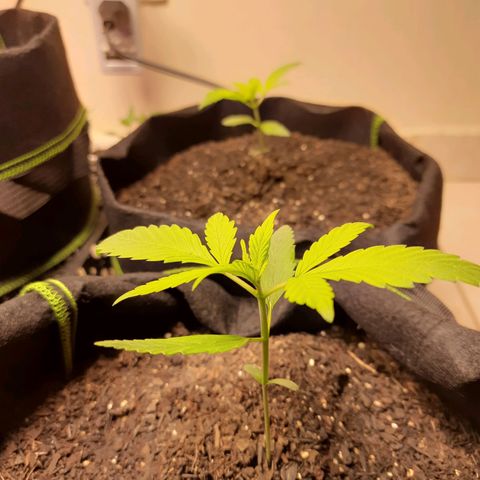 Auto Critical Orange Punch #2 growlog timeline photo