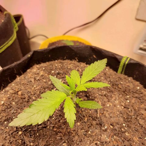 LSD-25 #1 growlog timeline photo