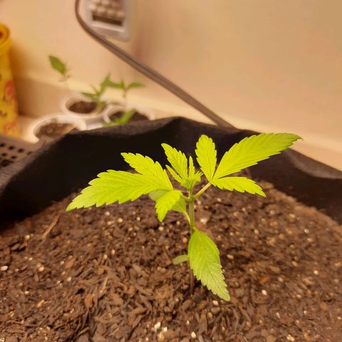 LSD-25 #2 growlog timeline photo