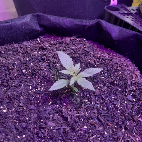 LSD-25 growlog timeline photo