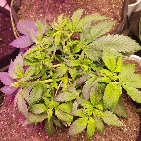Zkittlez Auto  #1 growlog timeline photo