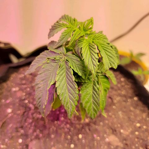 Zkittlez Auto  #2 growlog timeline photo