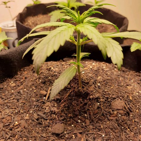 Auto Critical Orange Punch #1 growlog timeline photo
