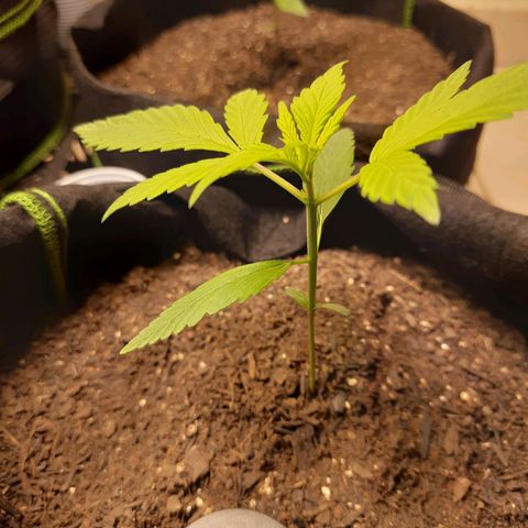 Auto Critical Orange Punch #2 growlog timeline photo