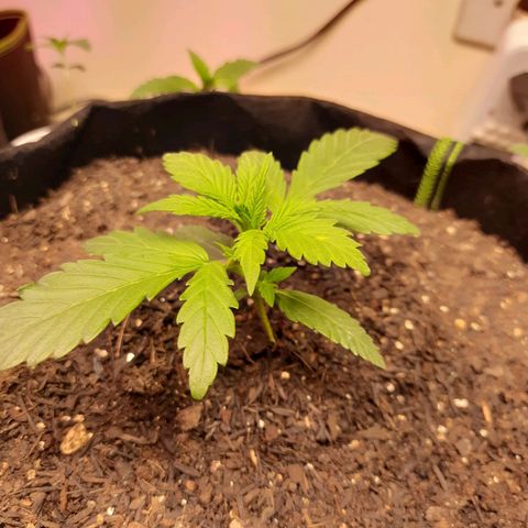 LSD-25 #1 growlog timeline photo