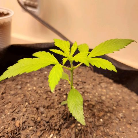 LSD-25 #2 growlog timeline photo