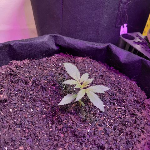 LSD-25 growlog timeline photo