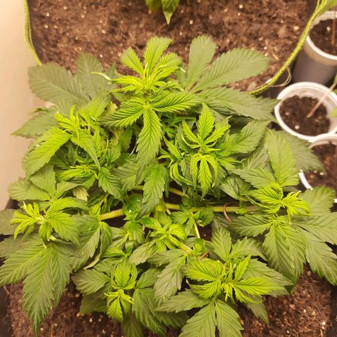 Zkittlez Auto  #1 growlog timeline photo