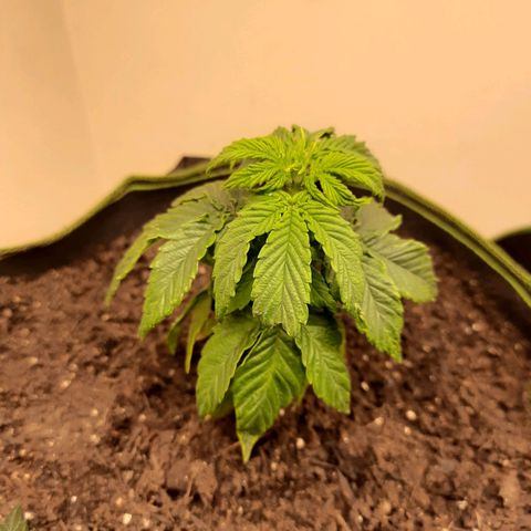 Zkittlez Auto  #2 growlog photo: 🥲