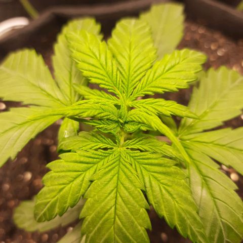 Auto Critical Orange Punch #1 growlog timeline photo