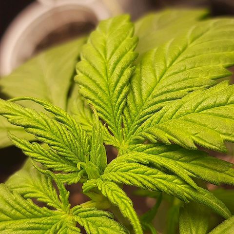 Auto Critical Orange Punch #1 growlog timeline photo