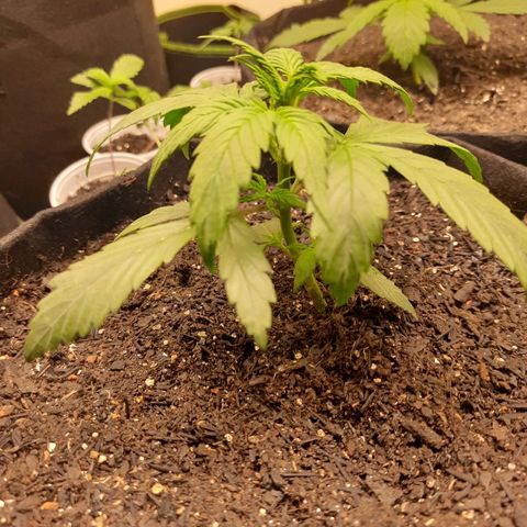 Auto Critical Orange Punch #1 growlog timeline photo